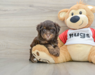 7 week old Mini Aussiedoodle Puppy For Sale - Florida Fur Babies