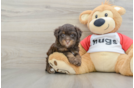 Best Mini Aussiedoodle Baby