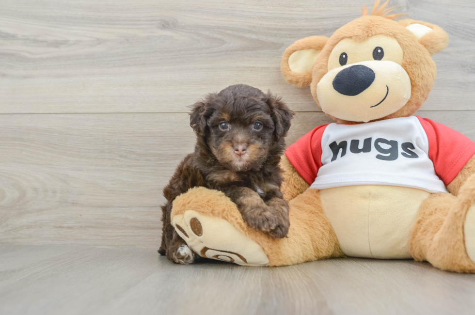 6 week old Mini Aussiedoodle Puppy For Sale - Florida Fur Babies