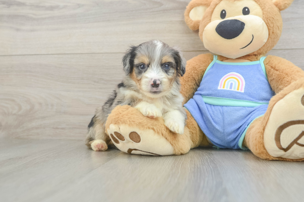 5 week old Mini Aussiedoodle Puppy For Sale - Florida Fur Babies