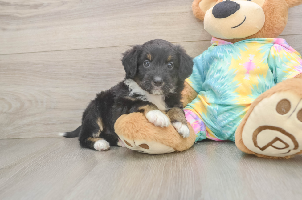 5 week old Mini Aussiedoodle Puppy For Sale - Florida Fur Babies