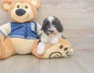 7 week old Mini Aussiedoodle Puppy For Sale - Florida Fur Babies