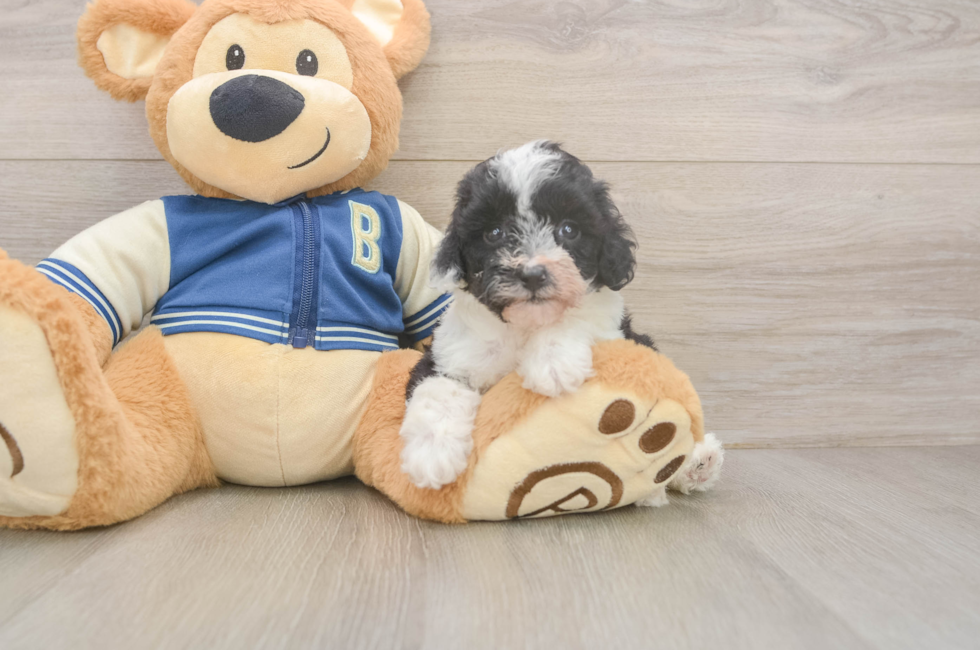 5 week old Mini Aussiedoodle Puppy For Sale - Florida Fur Babies