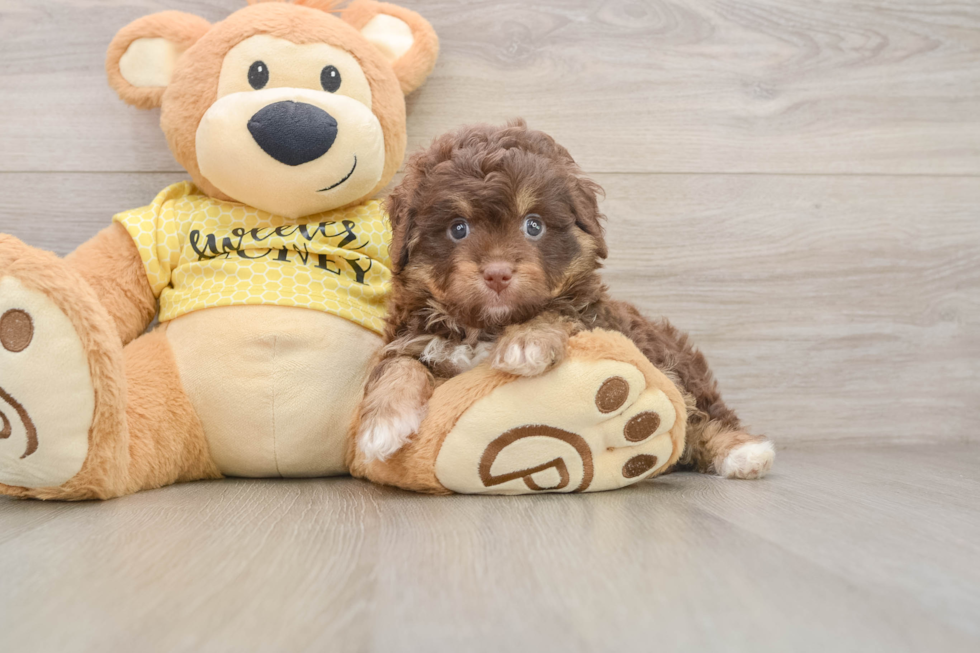 Playful Aussiepoo Poodle Mix Puppy
