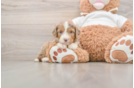 Fluffy Mini Aussiedoodle Poodle Mix Pup