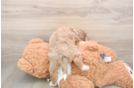 Small Mini Aussiedoodle Baby