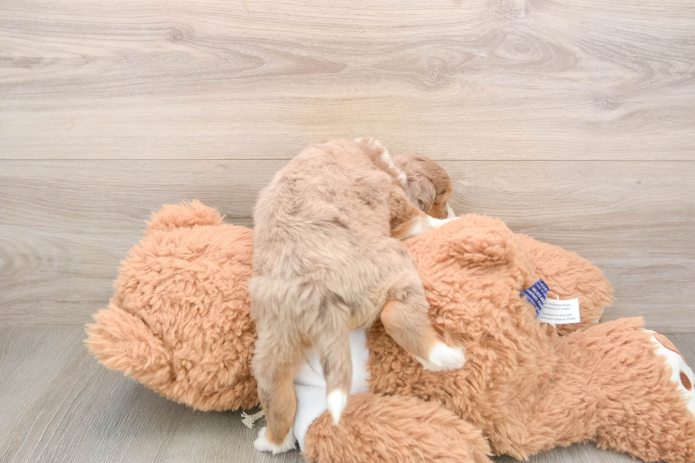Small Mini Aussiedoodle Baby