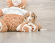 6 week old Mini Aussiedoodle Puppy For Sale - Florida Fur Babies