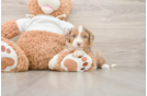 Mini Aussiedoodle Puppy for Adoption