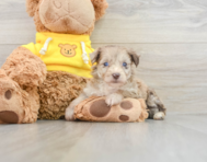 7 week old Mini Aussiedoodle Puppy For Sale - Florida Fur Babies