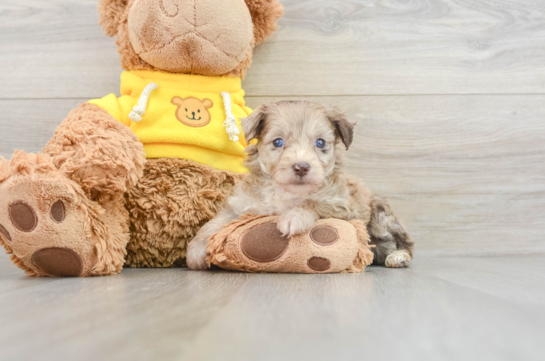 Mini Aussiedoodle Pup Being Cute