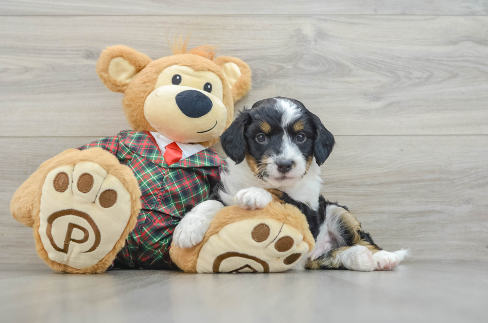 5 week old Mini Aussiedoodle Puppy For Sale - Florida Fur Babies