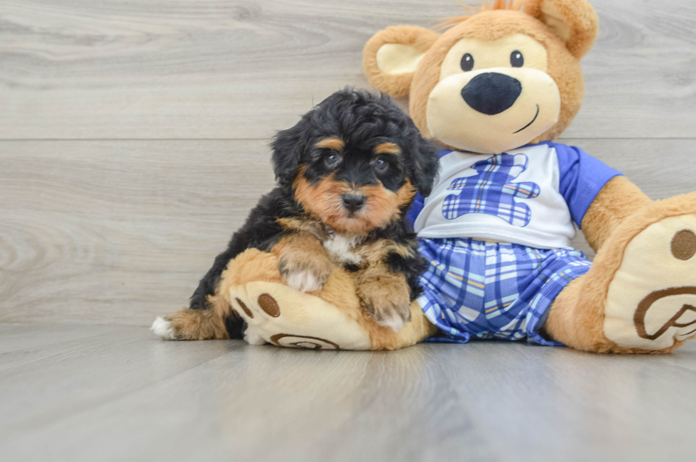 6 week old Mini Aussiedoodle Puppy For Sale - Florida Fur Babies