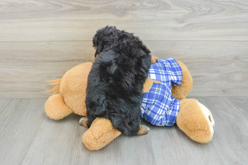 Mini Aussiedoodle Puppy for Adoption