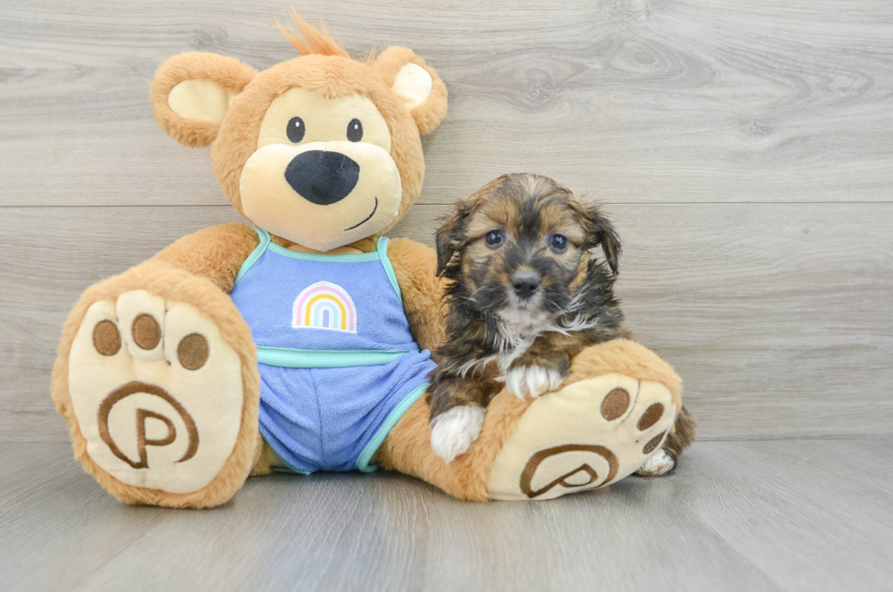 6 week old Mini Aussiedoodle Puppy For Sale - Florida Fur Babies