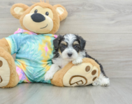 7 week old Mini Aussiedoodle Puppy For Sale - Florida Fur Babies