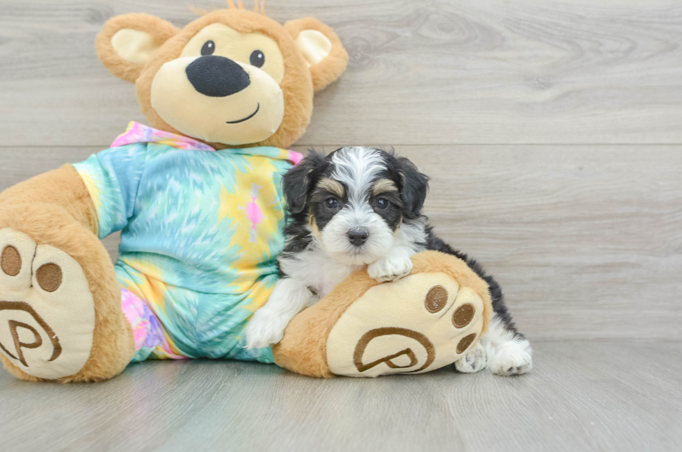 7 week old Mini Aussiedoodle Puppy For Sale - Florida Fur Babies