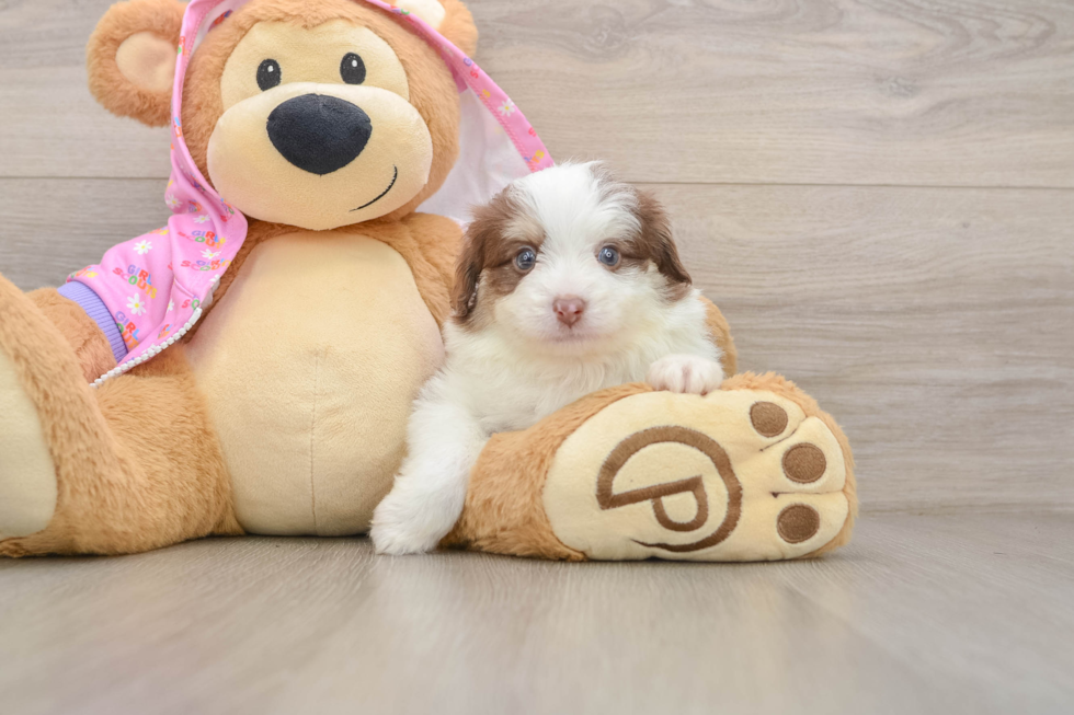 Fluffy Mini Aussiedoodle Poodle Mix Pup