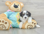 7 week old Mini Aussiedoodle Puppy For Sale - Florida Fur Babies