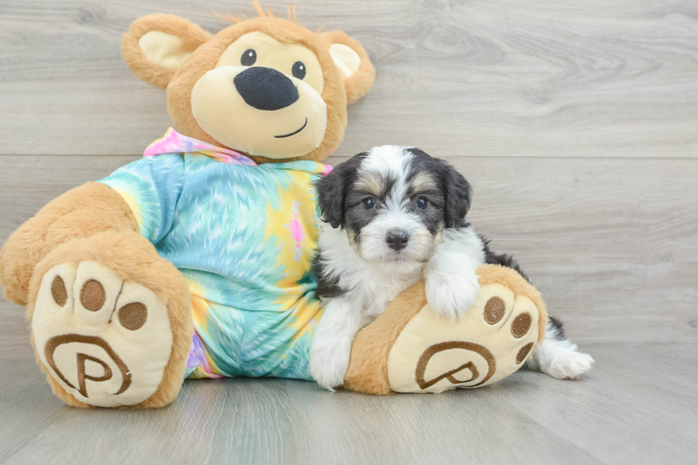 Mini Aussiedoodle Pup Being Cute