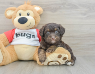 7 week old Mini Aussiedoodle Puppy For Sale - Florida Fur Babies