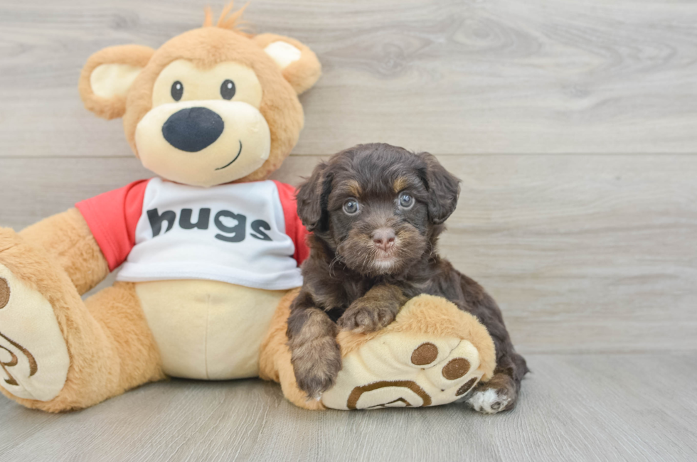 6 week old Mini Aussiedoodle Puppy For Sale - Florida Fur Babies