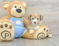 7 week old Mini Aussiedoodle Puppy For Sale - Florida Fur Babies