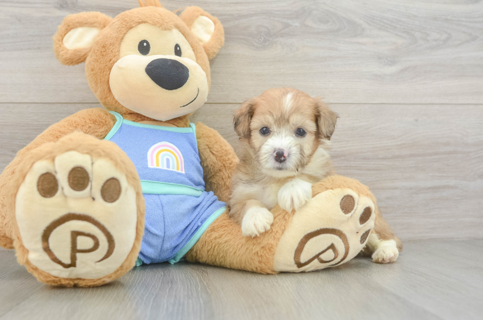 5 week old Mini Aussiedoodle Puppy For Sale - Florida Fur Babies