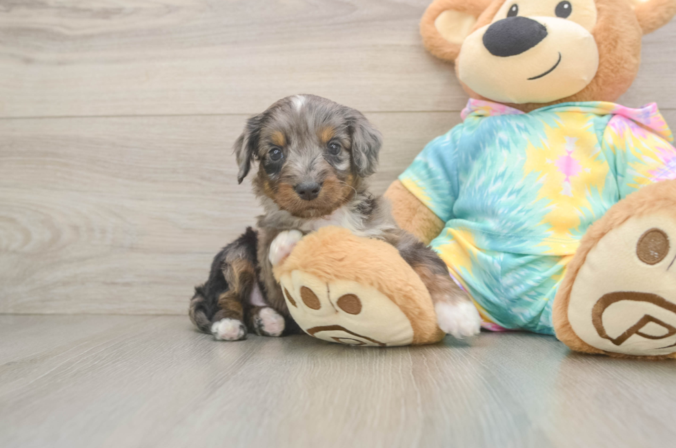 5 week old Mini Aussiedoodle Puppy For Sale - Florida Fur Babies