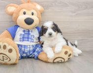 7 week old Mini Aussiedoodle Puppy For Sale - Florida Fur Babies