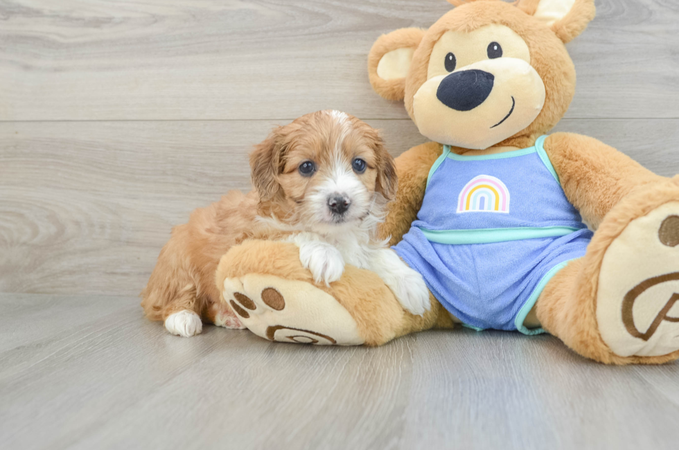 6 week old Mini Aussiedoodle Puppy For Sale - Florida Fur Babies