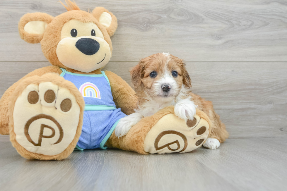 Smart Mini Aussiedoodle Poodle Mix Pup