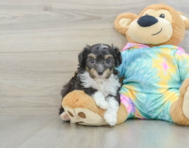 7 week old Mini Aussiedoodle Puppy For Sale - Florida Fur Babies