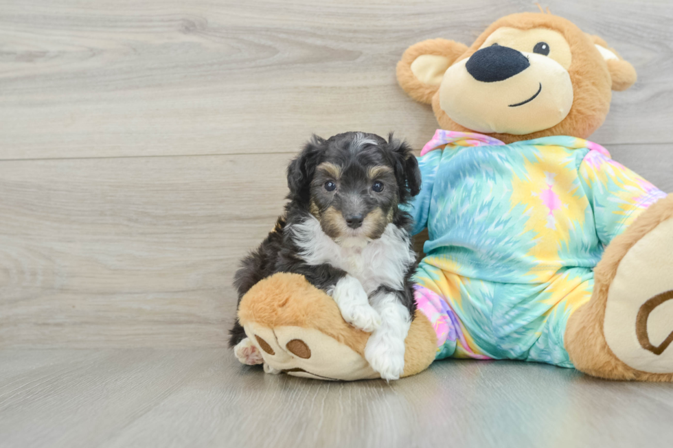 Mini Aussiedoodle Puppy for Adoption