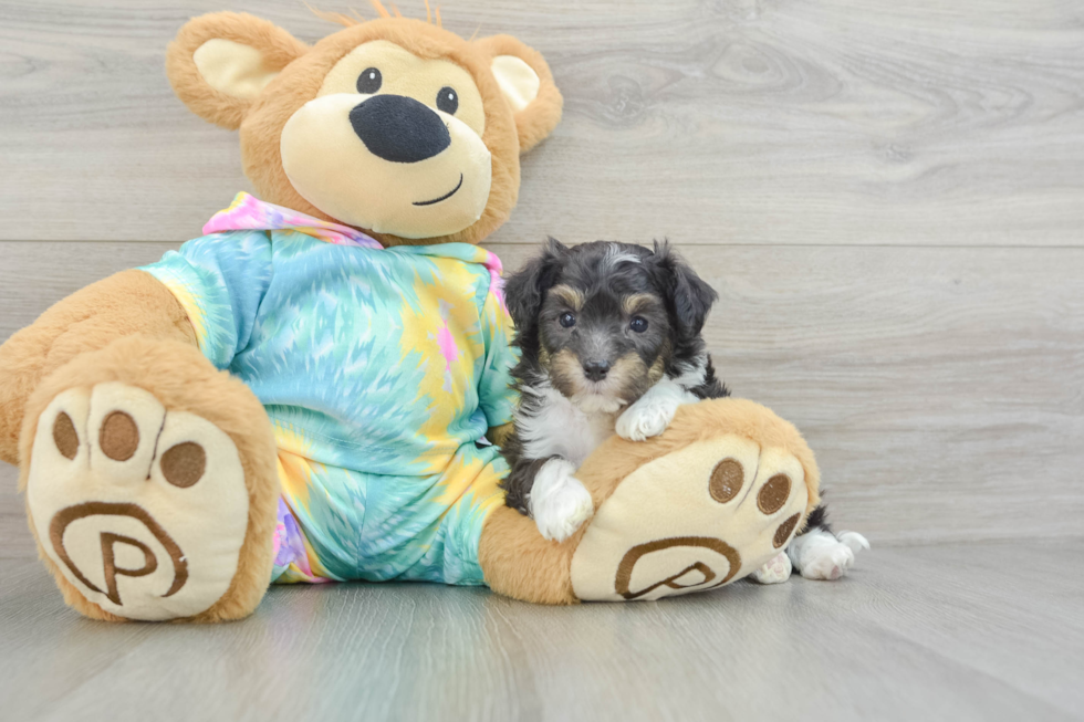 Cute Mini Aussiedoodle Baby