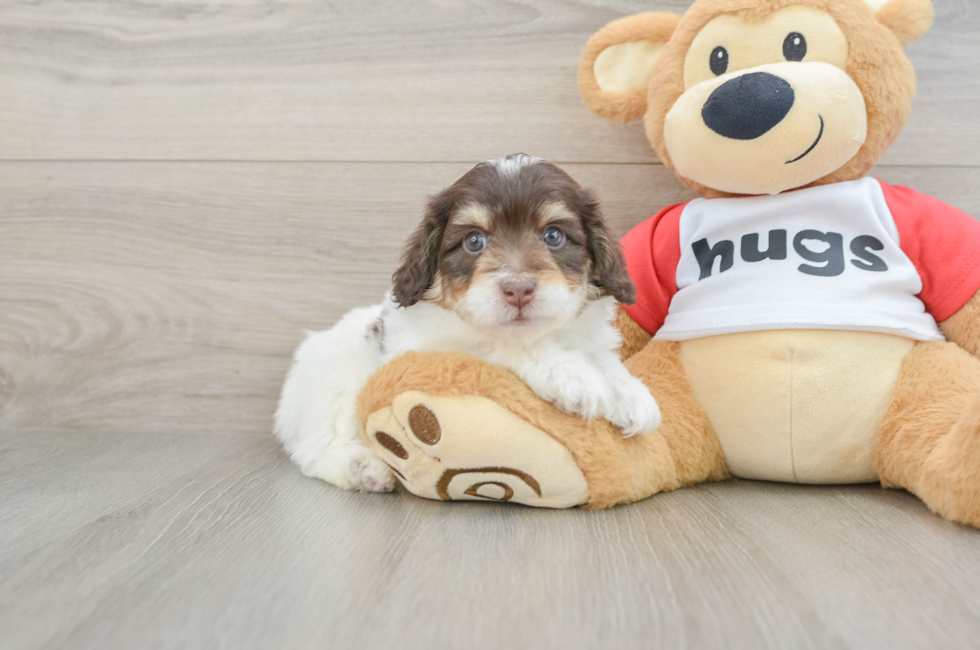6 week old Mini Aussiedoodle Puppy For Sale - Florida Fur Babies