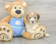 7 week old Mini Aussiedoodle Puppy For Sale - Florida Fur Babies