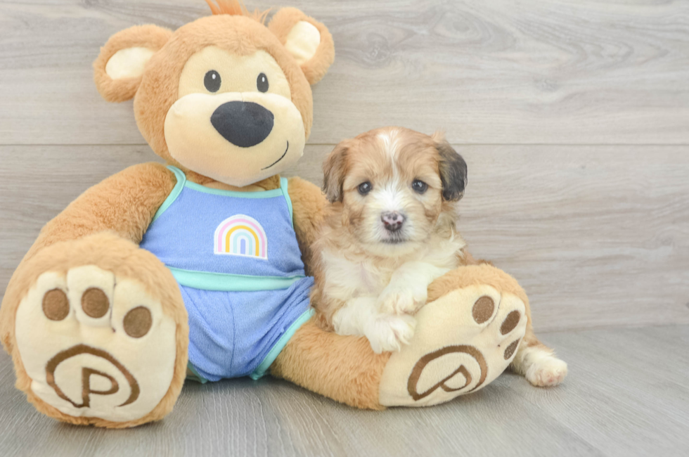 5 week old Mini Aussiedoodle Puppy For Sale - Florida Fur Babies