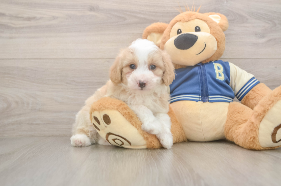 5 week old Mini Aussiedoodle Puppy For Sale - Florida Fur Babies