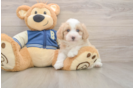 Little Mini Aussiepoo Poodle Mix Puppy