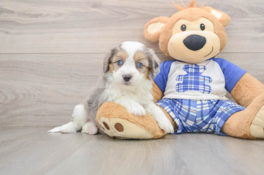Popular Mini Aussiedoodle Poodle Mix Pup