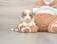 6 week old Mini Aussiedoodle Puppy For Sale - Florida Fur Babies