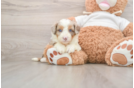 Small Mini Aussiedoodle Baby