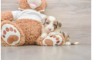 Small Mini Aussiedoodle Baby