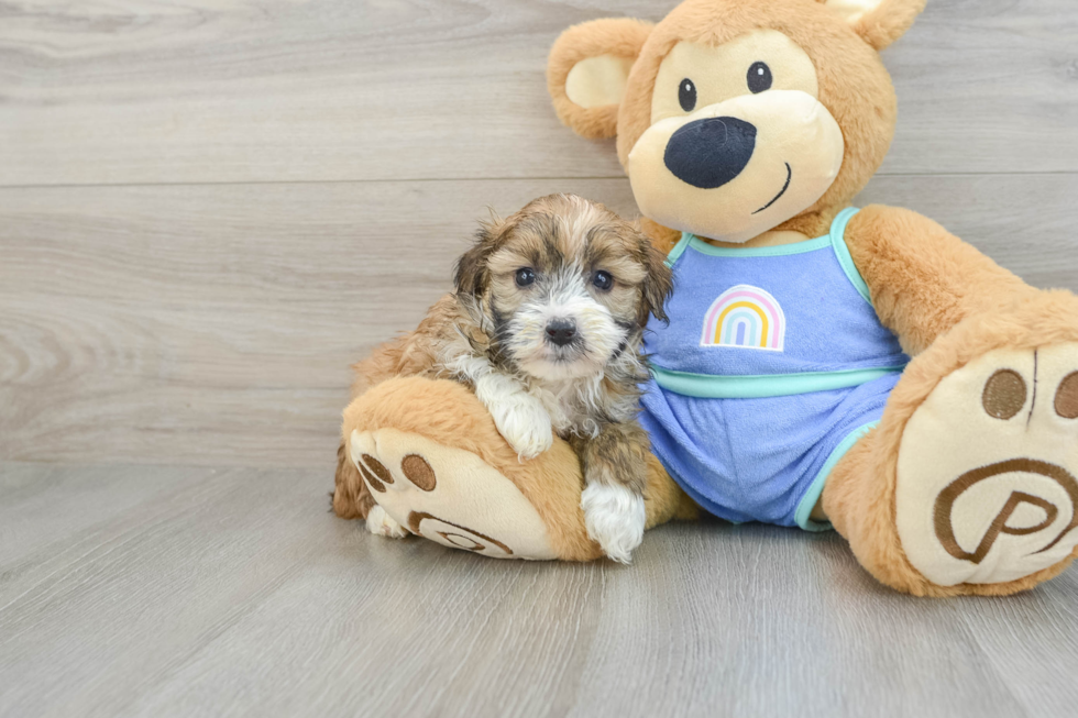 Best Mini Aussiedoodle Baby