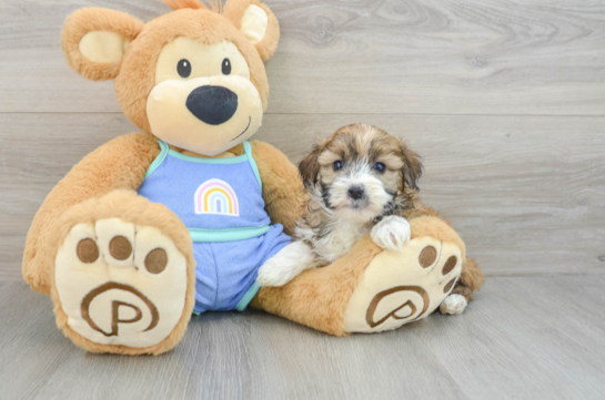 Mini Aussiedoodle Pup Being Cute