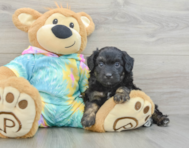 7 week old Mini Aussiedoodle Puppy For Sale - Florida Fur Babies