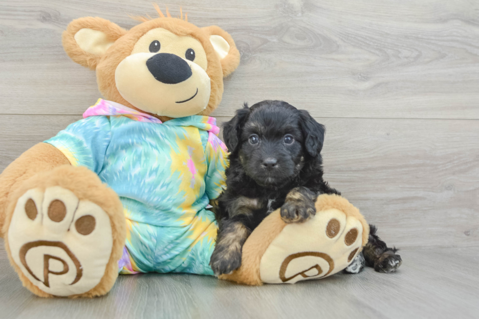 Petite Mini Aussiedoodle Poodle Mix Pup