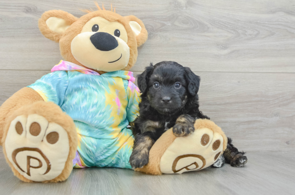 7 week old Mini Aussiedoodle Puppy For Sale - Florida Fur Babies