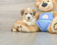 7 week old Mini Aussiedoodle Puppy For Sale - Florida Fur Babies